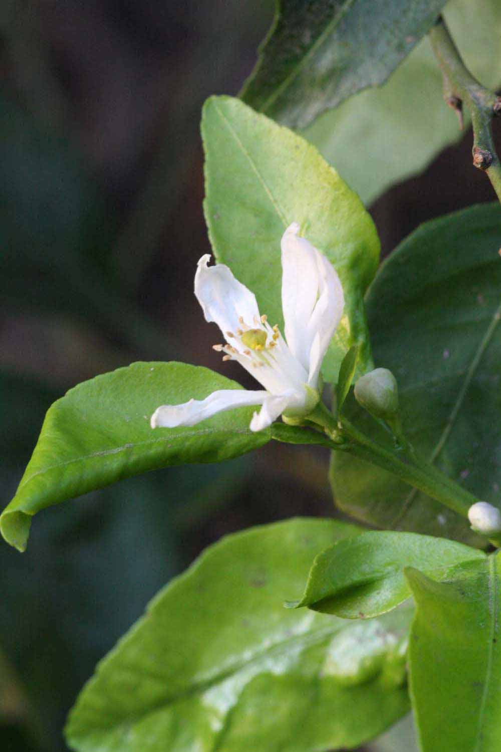             Flower (Riverside, CA)       